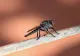 Cum recunoaștem țânțarul tigru? Ne poate infecta cu boli grave, inclusiv cu virusul West Nile!
