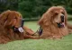 Top 5 cele mai scumpe animale de companie din lume. Cine se află pe primul loc - Un exemplar poate ajunge și la peste 1 milion de dolari
