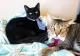 Pisicile cred că stăpânii sunt părinții lor. S-a dovedit științific
