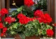 Care-i secretul florilor din grădinile botanice? Cum poți avea în casă cele mai frumoase mușcate