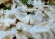 Cea mai simplă salată de ciuperci - Cu 2 ingrediente speciale devine delicioasă