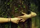 Puterea spirituală a celor 12 ZODII - Personalitatea magică dezvăluită de astrologia celtică: Ce arbore sacru te reprezintă