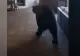 Un urs care s-a adaptat repede. A intrat într-o casă, a deschis frigiderul și a băut toată berea! VIDEO