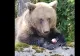 Un turist inconștient. S-a aplecat pe geamul mașinii ca să mângâie un urs VIDEO