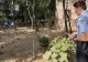 Hrănirea porumbeilor va fi interzisă într-un sector Bucureşti! Primăria va aplica amenzi usturătoare