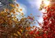 Vreme de februarie: 20 de grade Celsius, în acest weekend, la București. Unde se anunță ploi
