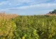 Românii, niște „agricultori” descurcăreți: canabisul din lanul de porumb