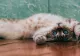 Topul celor mai prietenoase rase de pisici. E o plăcere să le crești pentru că sunt extrem de atente și de iubitoare - GALERIE FOTO