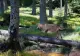 Imagini virale cu o haită de lupi în Transilvania - 4 exemplare superbe de lup surprinse în Parcul Național Apuseni