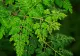 Moringa, arborele-minune: Beneficiile incredibile ale frunzelor sale - Nutrienți din belșug