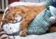 Cum se calculează vârsta pisicii. Așa afli ce vârstă are felina ta în ani umani
