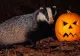 Cum alegi dovleacul perfect de Halloween. Trucuri cu care nu dai greș niciodată