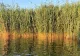 Culisele statului paralel: Cum afectează stuful Delta Dunării - ,,Aurul verde” al României, recoltat de comuniști, lăsat să putrezească după 1989
