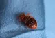 Haos în Franța după invazia ploșnițelor - Zeci de școli afectate, 7 închise - Insectele parazite sunt în metroul din Paris, în trenuri, în cinema