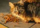Pisicile o adoră, dar pot dezvolta alergii periculoase de la ea - Ce tip de carne ar putea fi scos din meniul felinei tale