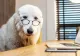 Companionii cu o minte strălucitoare: Top 5 cele mai inteligente rase de câini