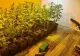 Cultură de canabis, la Sintești, Ilfov. Peste 100 de plante și ustensile pentru fabricat droguri, găsite la un cetățean în casă