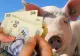 Noi vouchere de 1.000 de lei pentru porcul de Crăciun. Cine sunt românii care ar putea beneficia de această măsură 