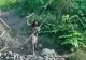 Momentul în care un trib uitat din Indonezia se ia la bătaie cu un buldozer venit să sape într-o mină de nichel