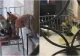 Vulpile au luat cu asalt Arhivele Naționale. Cum au ajuns animalele sălbatice în instituțiile din mijolcul orașului FOTO