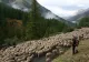 Transhumanța a fost inclusă în patrimoniul imaterial UNESCO al umanității - România, alături de alte 9 țări