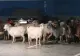 Turmă de capre, evacuată din parcarea unui mall din România - FOTO