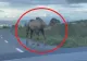 Întâmplare bizară, trăită de un șofer, pe un drum din județul Cluj: o cămilă i-a tăiat calea! Val de ironii pe internet - VIDEO