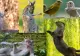 Galeria de râs: Cele mai haioase poze cu animale de anul acesta au fost premiate. Fotografiile fericiților câștigători