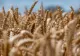 Guvernul a prelungit reglementările privind importul şi tranzitul cerealelor ucrainene până în iunie 2024. Făina şi zahărul, introduse pe listă