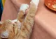 Nu le dați pisicilor și câinilor salata boeuf sau sarmale! Avertismentul veterinarilor