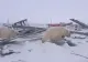 Urșii din Siberia nu pot hiberna din cauza temperaturii anormal de mari și se plimbă precum zombi 