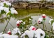 Florile pe care să le plantezi numai în luna decembrie. Vor înflori superb