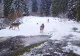 Haită de lupi, filmată pe un drum forestier din Munții Apuseni - FOTO&VIDEO