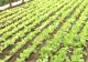 Legume asiatice, cultivate cu succes pe pământ românesc. Din ce fac bani fermierii coreeni