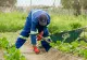 Ce legume se plantează în grădină în luna februarie. Secretele celor mai iscusiți grădinari