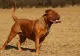Proprietarii de câini periculoși, obligați să plătească asigurare de răspundere civilă pentru animale
