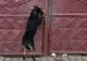 Amendă de 15.000 de lei pentru un bărbat care și-a abandonat câinele în fața casei. Animalul a mobillizat tot orașul cu plânsetele sale. VIDEO