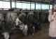 Ferme în prag de faliment, fermierii sunt disperați, duc vacile la abator în timp ce România importă lactate care n-au văzut laptele