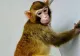 Punct de cotitură în știință: Prima clonare cu succes a unei maimuţe rhesus. Cercetătorii spun că este pasul preliminar clonării umane