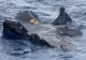 Avion prăbușit în Japonia - A fost găsită cutia neagră a aeronavei