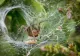 Planta care ține păianjenii departe. Inamicul insectelor pe care trebuie să-l ții în casă