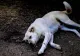 Bilanțul îngrijorător al Poliției Animalelor pentru anul 2023: peste 2.300 de dosare penale și amenzi de peste 8.000.000 de lei