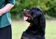 Baschetbalist de top, mușcat de propriul Rottweiler. Câinele s-a enervat că stăpânul a băut prea mult