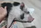 O tânără din Satu Mare si-a luat o purcelușă ca animal de companie și o crește în casă. Videoclipurile au ajuns virale pe internet