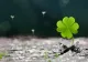 Horoscopul săptămânii 19-25 februarie. Ce zodii vor avea mult succes într-un timp foarte scurt. S-au aliniat planetele