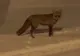 Vulpe surprinsă în timp ce se juca în zăpadă, în plin centrul orașului Sibiu VIDEO