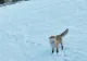 Vulpe pusă pe fugă de o dronă care filma în Bucovina - VIDEO