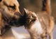 Dezbatere halucinantă a cercetătorilor: Animalele de companie poluează la fel de mult ca mașinile