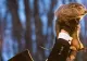Previziunea incredibilă a marmotei Phil despre primăvară. Americanii sunt în delir