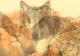 Animalul pe care îl vezi prima dată dezvăluie „fiara” ascunsă din subconștientul tău